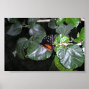 Suche nach monarchfalter poster Tiere