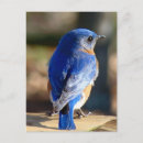 Recherche de oiseau bleu oriental cartes postales Pour tous