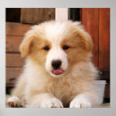 Recherche de akc posters Animal