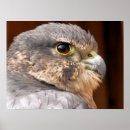 Suche nach raubvögel poster Falken