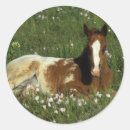 Suche nach appaloosa aufkleber Pferd