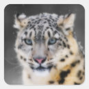 Recherche de visage carré autocollants Animal sauvage