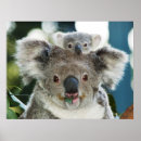 Suche nach koala kunst Wild