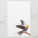 Recherche de amant de cockatiel Perroquets
