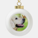 Recherche de golden retriever ornamente Labrador