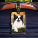 Suche nach border collie gepäckanhänger Welpe