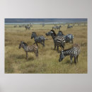 Recherche de rayures zèbre posters Troupeau
