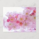 Suche nach japanischer kirschbaum postkarten Rosa blume