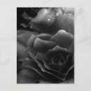 Recherche de bégonias cartes postales Photographie
