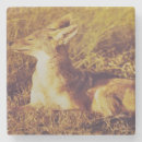 Suche nach jackal Safari