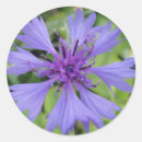 Suche nach kornblume aufkleber Blau