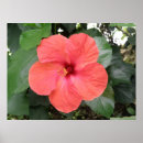 Recherche de hibiscus flower art Photographie