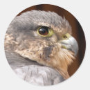 Recherche de merlin autocollants Faucon pèlerin