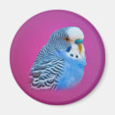 Suche nach parakeet magnete Budgie