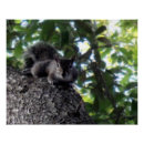 Recherche de chêne posters Nature