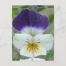 Suche nach johnny postkarten Blume