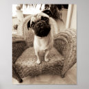 Recherche de carlin noir posters Animaux