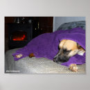 Recherche de chien endormi posters Photographie