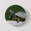 Suche nach der schildkröte buttons Natur