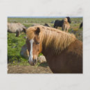 Recherche de poneys cartes postales Poney islandais