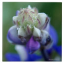 Suche nach lupine fliesen Natur