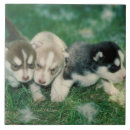 Recherche de chiot noir et blanc carreaux Chiots