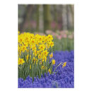 Suche nach keukenhof poster Laubwerk