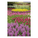 Suche nach hyazinthen poster Holland