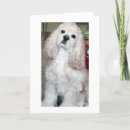 Suche nach cocker spaniel karten Cocktail