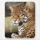 Suche nach wilde katzen mousepads Wildkatze