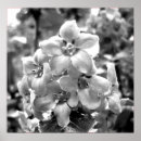 Suche nach photoshop poster Photography