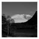 Recherche de arbre bouleau blanc posters Noir et blanc
