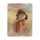 Recherche de setter magnets Dog