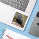 Suche nach australischer vogel aufkleber Papagei