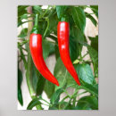 Suche nach paprika poster Gewürz