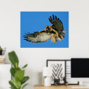 Suche nach roter schwanz poster Vögel