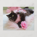 Recherche de chaton rose cartes postales Doux