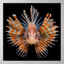 Suche nach seeigel poster Natur