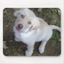 Recherche de laboratoire tapis souris Amoureux des chiens