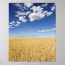 Suche nach getreide pflanze poster Feld