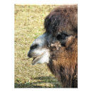 Suche nach bactrian poster Kamel