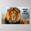 Suche nach afrikanische löwen poster Große katze