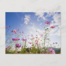 Recherche de fleur de cosmos cartes postales Photographie