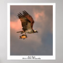 Recherche de balai posters Animaux