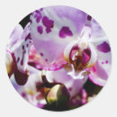Suche nach botanik aufkleber Orchidee