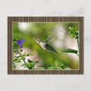 Suche nach gerahmt postkarten Vögel