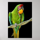 Suche nach ara papagei poster Tier
