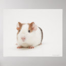 Recherche de guinea pig posters Mignon