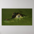 Suche nach kaiman poster Alligator