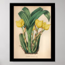 Suche nach vintage orchideen poster Bunt